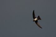 DPPhotography - Wildlife Photography - Bulgaria - Alpine swift - C