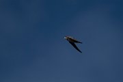 DPPhotography - Wildlife Photography - Bulgaria - Alpine swift - D