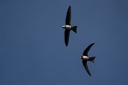 DPPhotography - Wildlife Photography - Bulgaria - Alpine swift - E