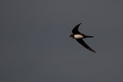 DPPhotography - Wildlife Photography - Bulgaria - Alpine swift - G