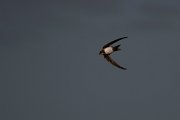 DPPhotography - Wildlife Photography - Bulgaria - Alpine swift - H