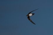 DPPhotography - Wildlife Photography - Bulgaria - Alpine swift - I