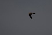 DPPhotography - Wildlife Photography - Bulgaria - Alpine swift - J