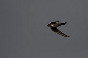 DPPhotography - Wildlife Photography - Bulgaria - Alpine swift - K