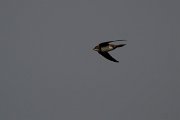 DPPhotography - Wildlife Photography - Bulgaria - Alpine swift - M