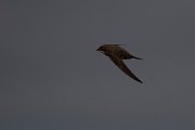 DPPhotography - Wildlife Photography - Bulgaria - Alpine swift - N