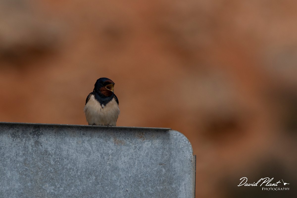DPPhotography - Wildlife Photography - Bulgaria - Barn swallow - A.jpg - Barn swallow - Bolata Beach, Bulgaria