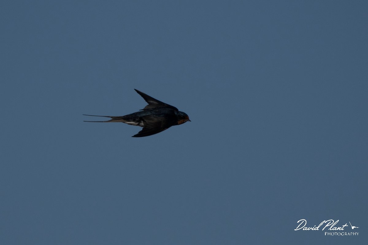 DPPhotography - Wildlife Photography - Bulgaria - Barn swallow - B.jpg - Barn swallow - Sabla Lake, Bulgaria