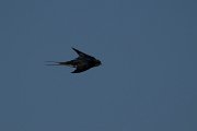 DPPhotography - Wildlife Photography - Bulgaria - Barn swallow - B
