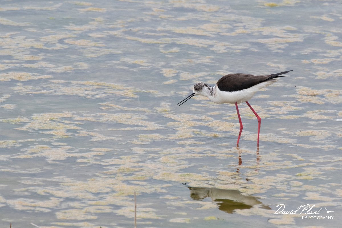 DPPhotography - Wildlife Photography - Bulgaria - Black-winged stilt - A.jpg - Black-winged stilt - Sabla Lake, Bulgaria