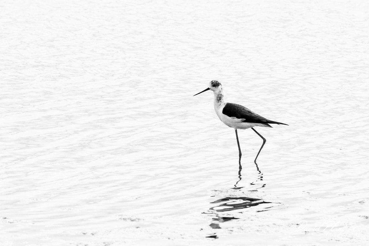 DPPhotography - Wildlife Photography - Bulgaria - Black-winged stilt - E.jpg - Black-winged stilt B&W - Sabla Lake, Bulgaria