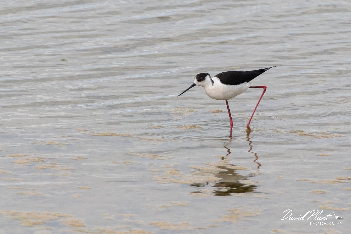 DPPhotography - Wildlife Photography - Bulgaria - Black-winged stilt - F.jpg - Black-winged stilt - Sabla Lake, Bulgaria