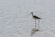 DPPhotography - Wildlife Photography - Bulgaria - Black-winged stilt - D