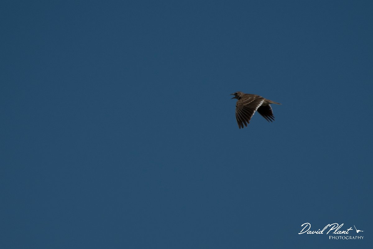 DPPhotography - Wildlife Photography - Bulgaria - Calandra lark - A.jpg - Calandra lark - Balgarevo steppe, Bulgaria