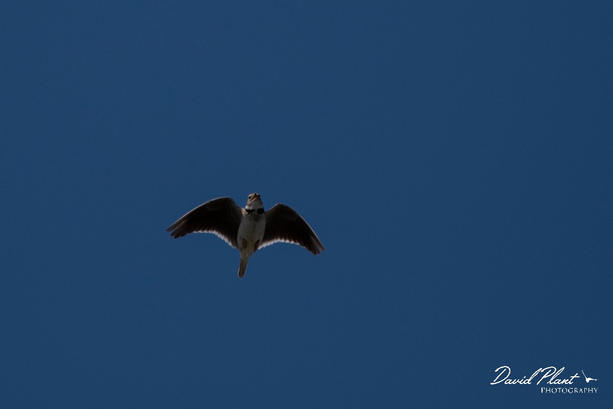 DPPhotography - Wildlife Photography - Bulgaria - Calandra lark - C.jpg - Calandra lark - Balgarevo steppe, Bulgaria