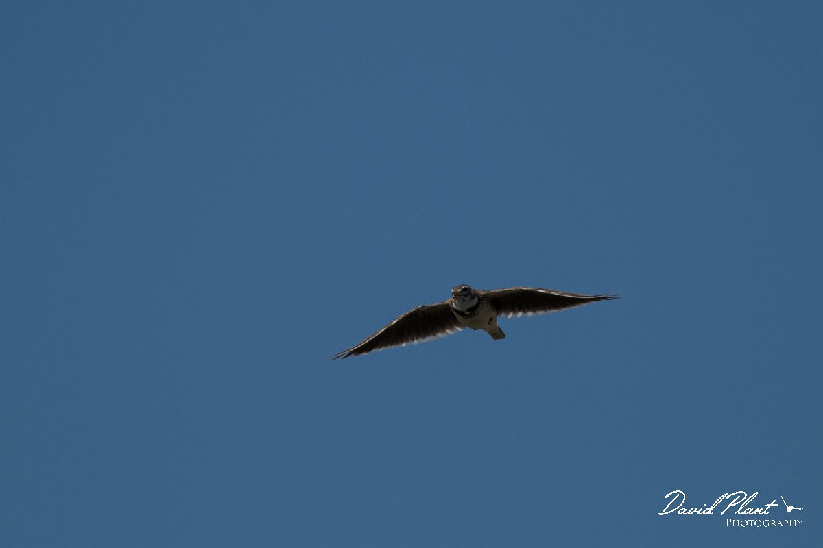 DPPhotography - Wildlife Photography - Bulgaria - Calandra lark - D.jpg - Calandra lark - Balgarevo steppe, Bulgaria