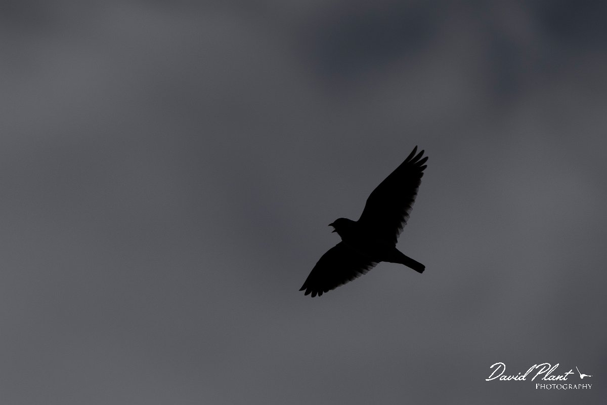 DPPhotography - Wildlife Photography - Bulgaria - Calandra lark - G.jpg - Calandra lark - Balgarevo steppe, Bulgaria