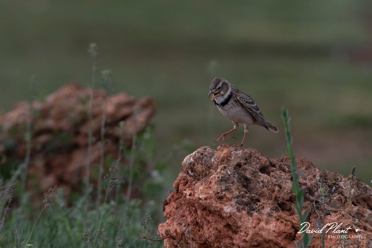 DPPhotography - Wildlife Photography - Bulgaria - Calandra lark - H.jpg - Calandra lark - Balgarevo steppe, Bulgaria