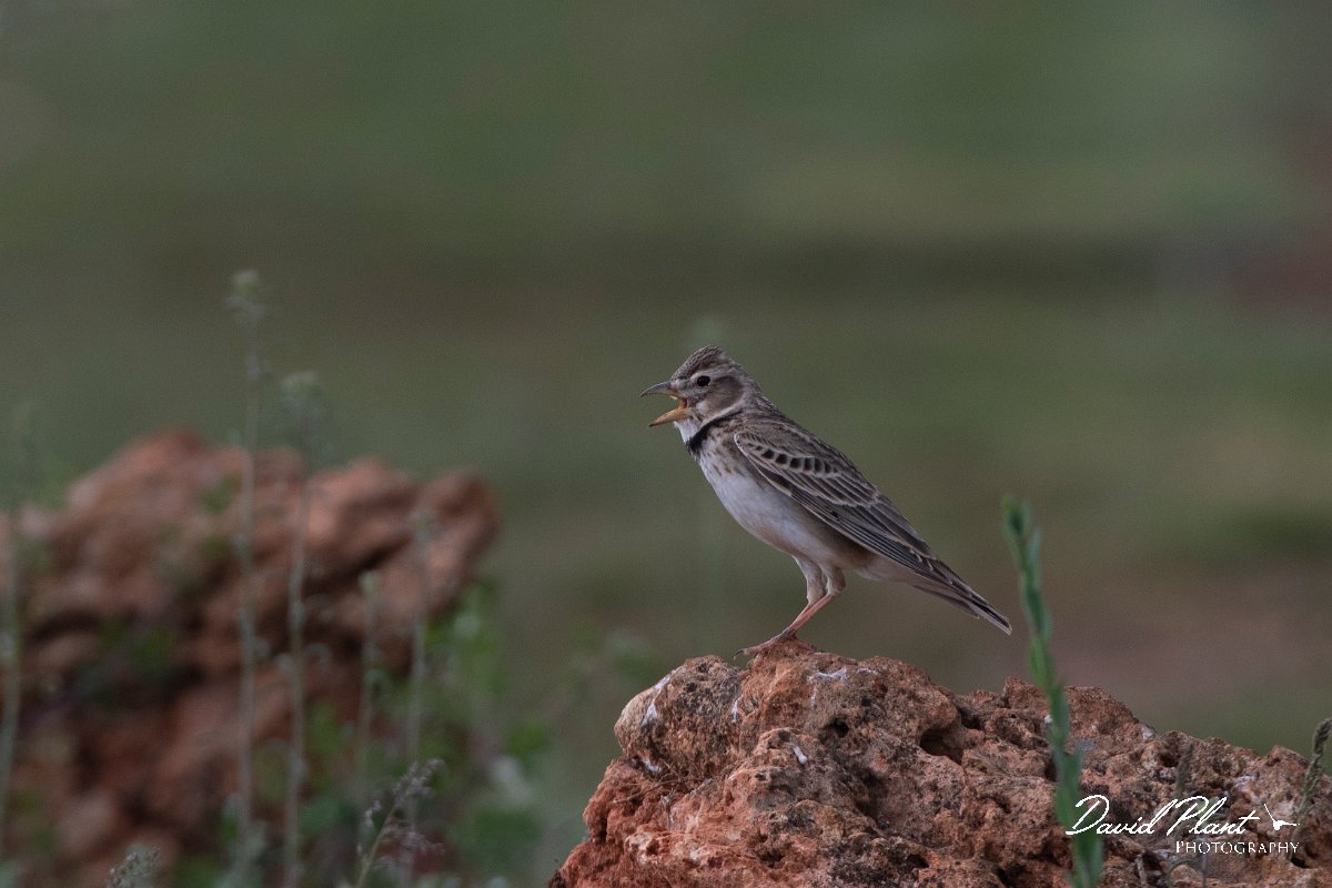 DPPhotography - Wildlife Photography - Bulgaria - Calandra lark - J.jpg - Calandra lark, singing - Balgarevo steppe, Bulgaria