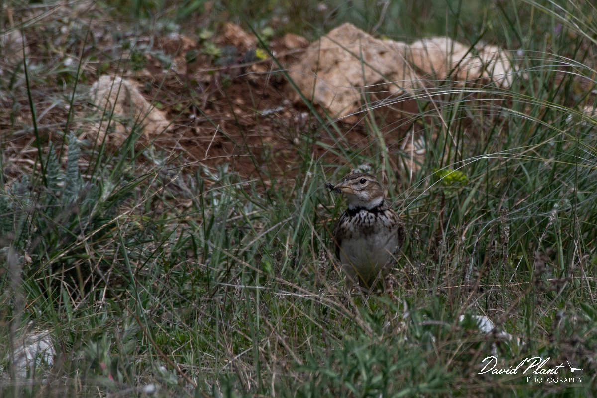 DPPhotography - Wildlife Photography - Bulgaria - Calandra lark - K.jpg - Calandra lark - Sveti Nikola, Bulgaria