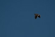 DPPhotography - Wildlife Photography - Bulgaria - Calandra lark - A
