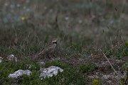 DPPhotography - Wildlife Photography - Bulgaria - Calandra lark - E
