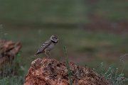 DPPhotography - Wildlife Photography - Bulgaria - Calandra lark - I