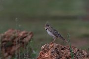DPPhotography - Wildlife Photography - Bulgaria - Calandra lark - J