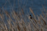 DPPhotography - Wildlife Photography - Bulgaria - Common stonechat - A