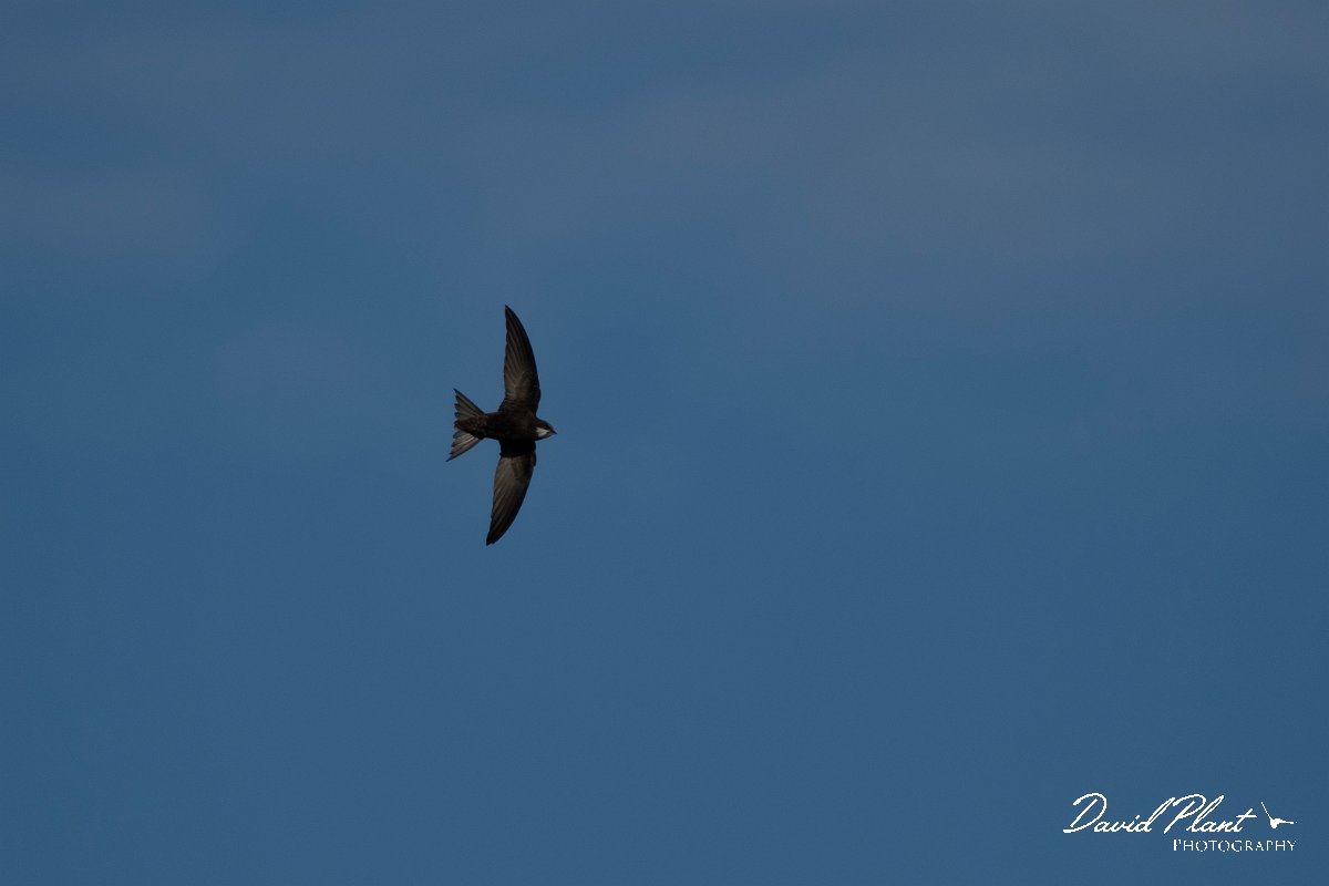DPPhotography - Wildlife Photography - Bulgaria - Common swift - A.jpg - Common swift with nesting material - Cape Kaliakra, Bulgaria