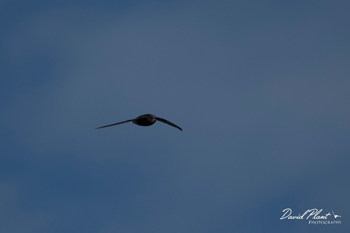 DPPhotography - Wildlife Photography - Bulgaria - Common swift - G.jpg - Common swift - Durankulak Lake, Bulgaria
