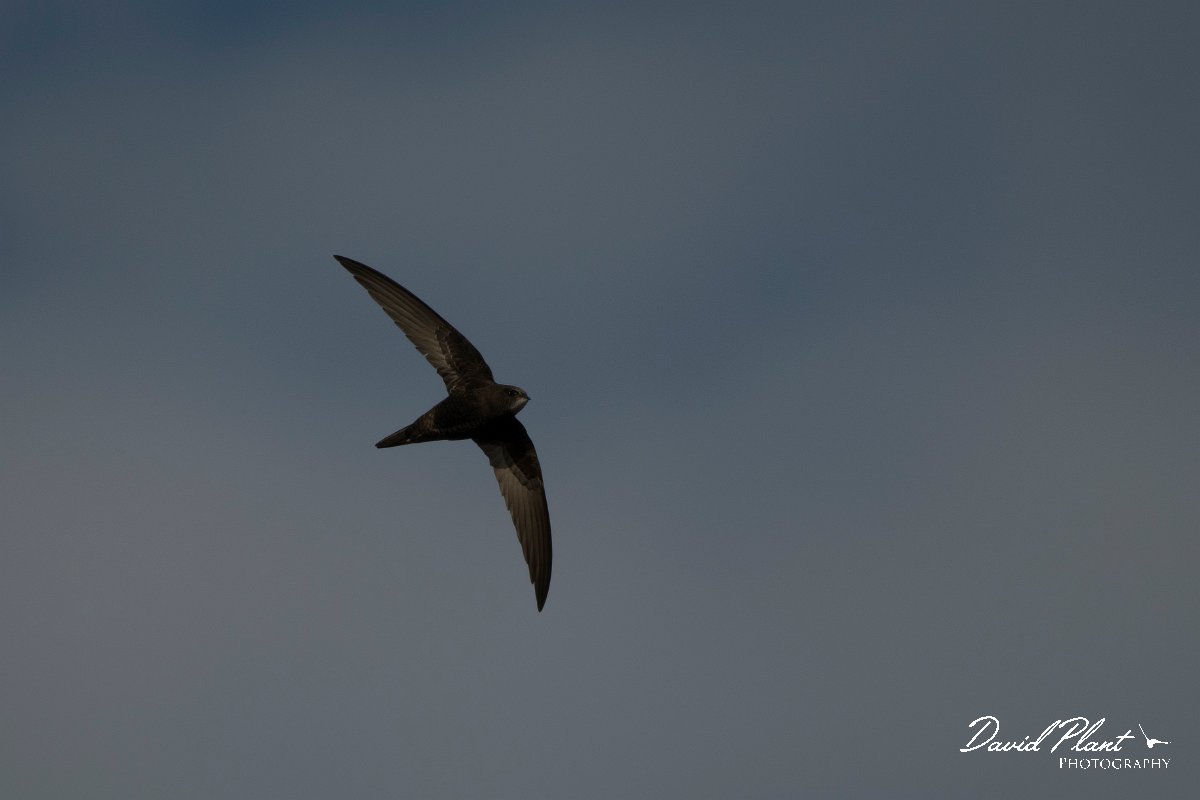 DPPhotography - Wildlife Photography - Bulgaria - Common swift - H.jpg - Common swift - Durankulak Lake, Bulgaria