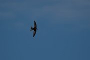 DPPhotography - Wildlife Photography - Bulgaria - Common swift - A