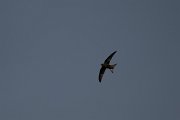 DPPhotography - Wildlife Photography - Bulgaria - Common swift - B