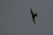 DPPhotography - Wildlife Photography - Bulgaria - Common swift - C