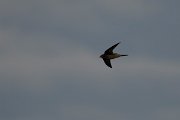 DPPhotography - Wildlife Photography - Bulgaria - Common swift - D