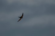 DPPhotography - Wildlife Photography - Bulgaria - Common swift - E