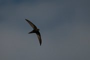 DPPhotography - Wildlife Photography - Bulgaria - Common swift - H