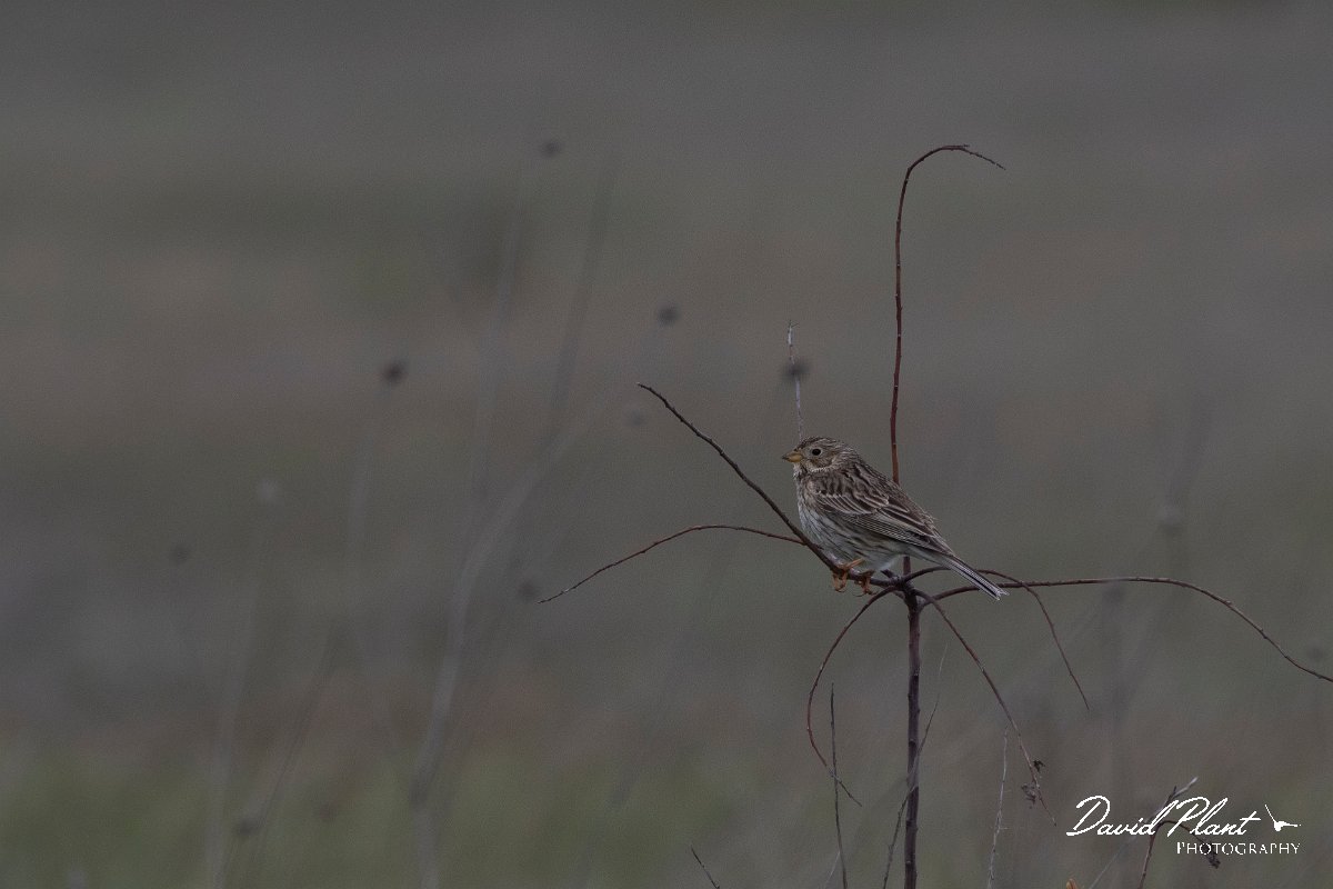 DPPhotography - Wildlife Photography - Bulgaria - Corn bunting - B.jpg - Corn bunting - Raptor watch point, Bulgaria