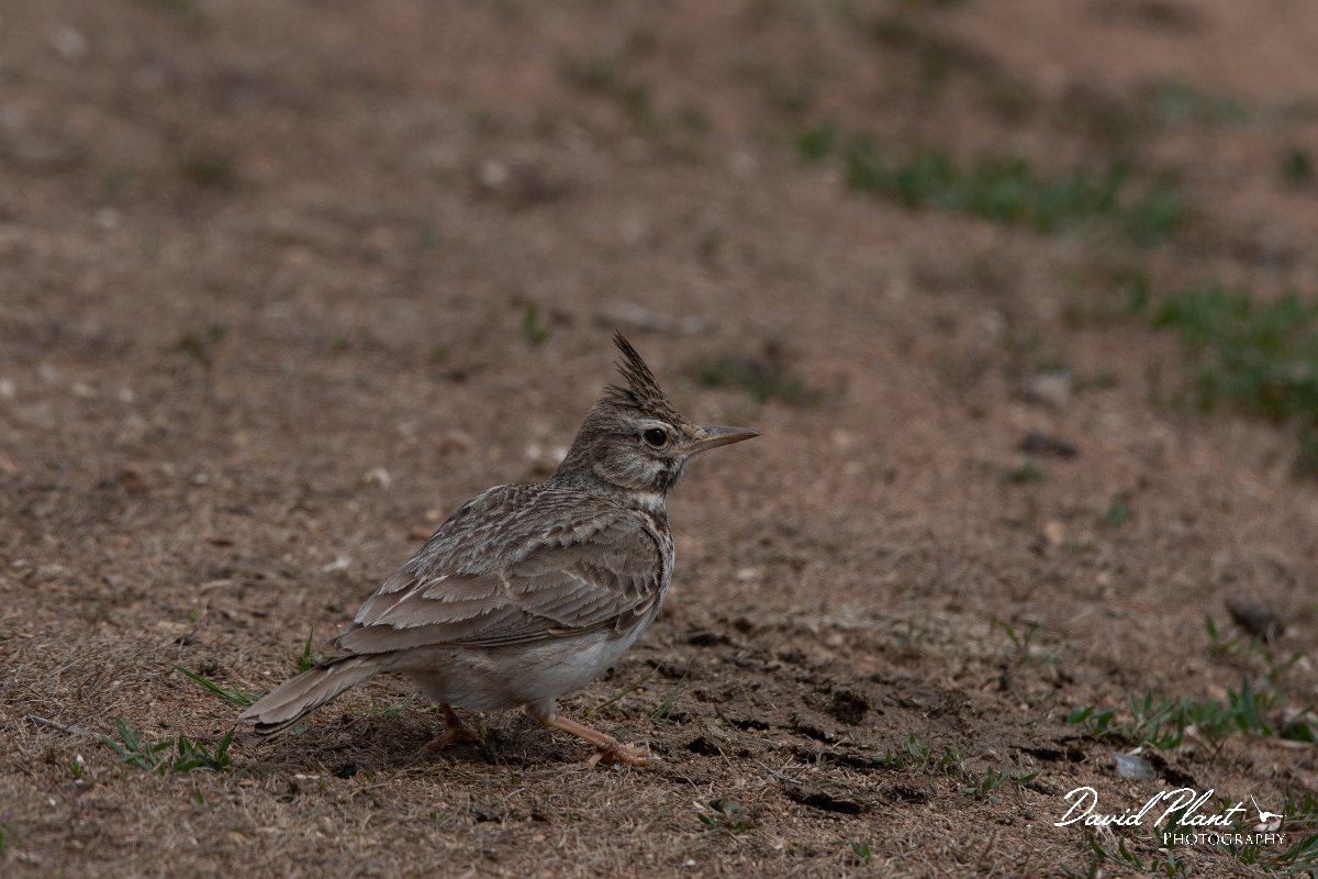 DPPhotography - Wildlife Photography - Bulgaria - Crested lark - A.jpg - Crested lark - Balgarevo steppe, Bulgaria