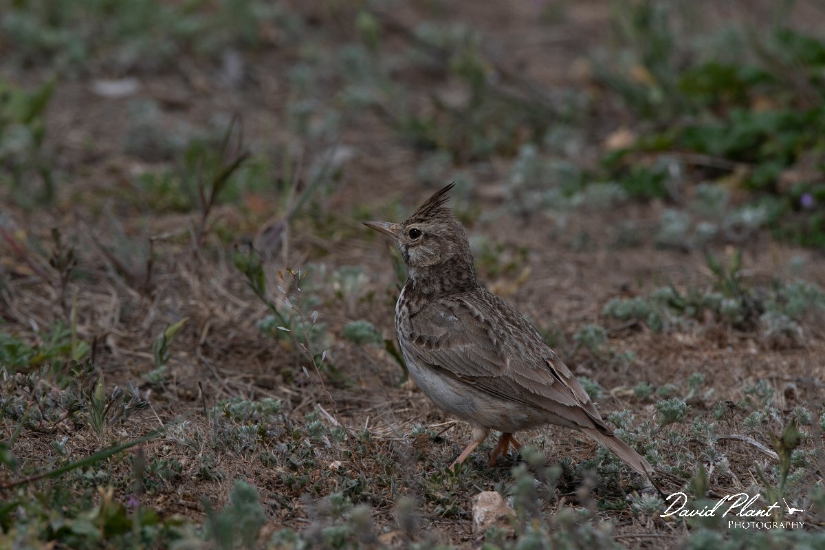 DPPhotography - Wildlife Photography - Bulgaria - Crested lark - B.jpg - Crested lark - Balgarevo steppe, Bulgaria