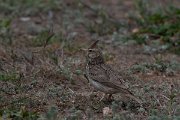 DPPhotography - Wildlife Photography - Bulgaria - Crested lark - B