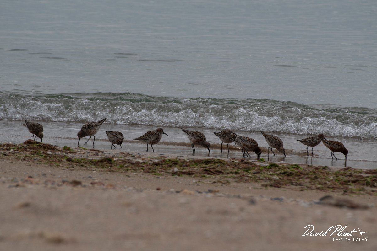DPPhotography - Wildlife Photography - Bulgaria - Curlew sandpiper - A.jpg - Curlew sandpiper - Durankulak Lake, Bulgaria