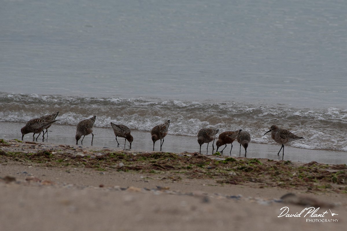 DPPhotography - Wildlife Photography - Bulgaria - Curlew sandpiper - B.jpg - Curlew sandpiper - Durankulak Lake, Bulgaria