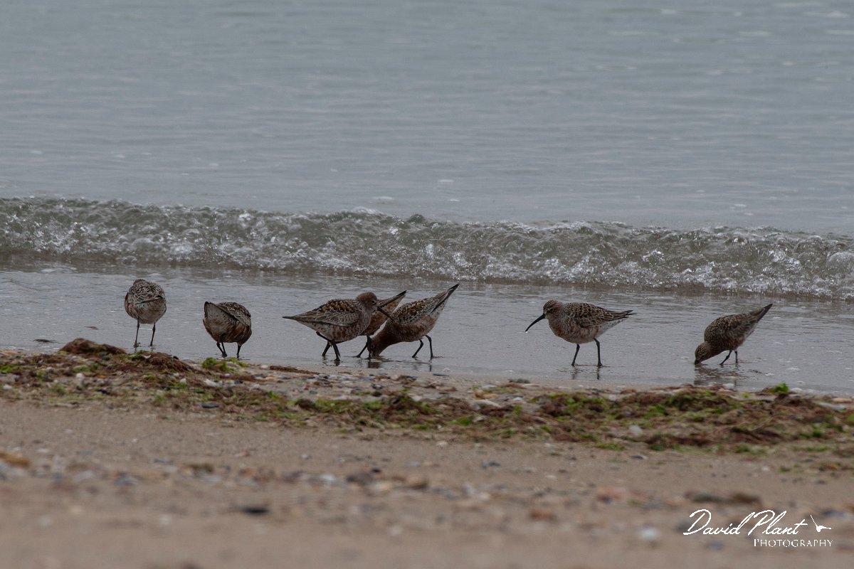 DPPhotography - Wildlife Photography - Bulgaria - Curlew sandpiper - C.jpg - Curlew sandpiper - Durankulak Lake, Bulgaria