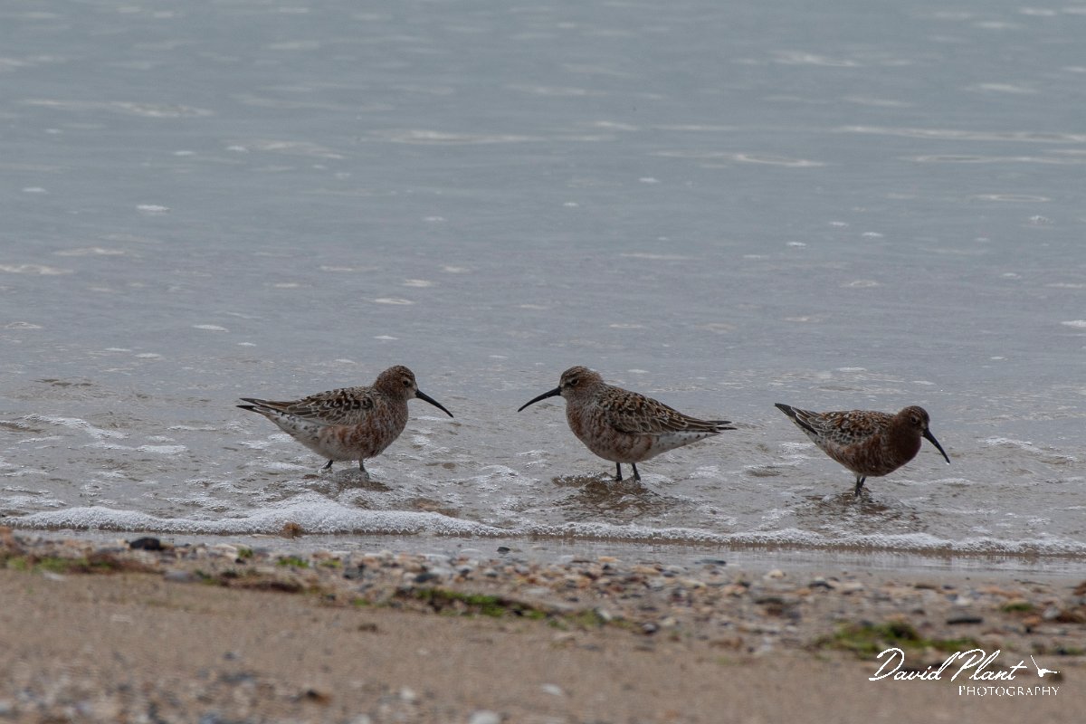 DPPhotography - Wildlife Photography - Bulgaria - Curlew sandpiper - D.jpg - Curlew sandpiper - Durankulak Lake, Bulgaria
