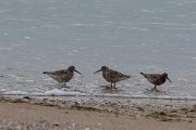 DPPhotography - Wildlife Photography - Bulgaria - Curlew sandpiper - D