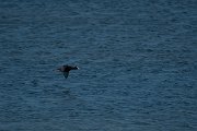 DPPhotography - Wildlife Photography - Bulgaria - Eurasian coot - A