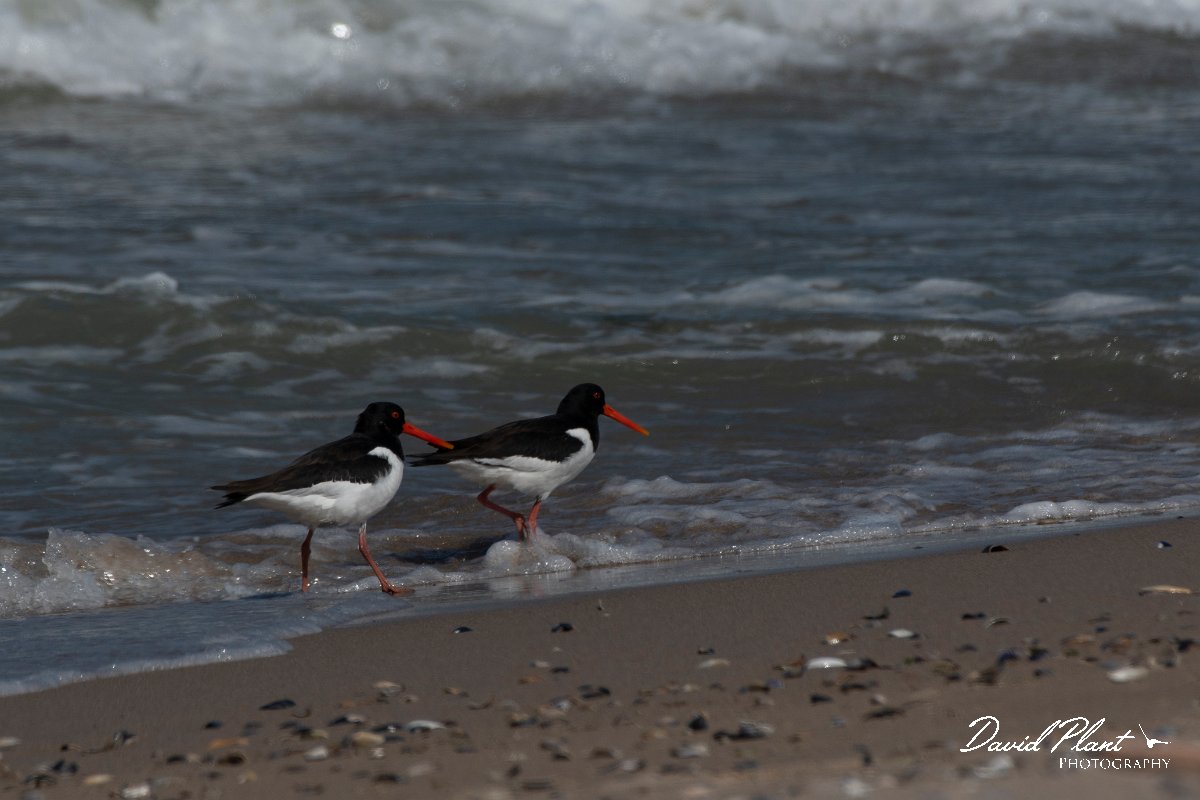 DPPhotography - Wildlife Photography - Bulgaria - Eurasian oystercatcher - A.jpg - Eurasian oysterctacher - Sabla Lake, Bulgaria