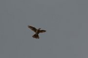 DPPhotography - Wildlife Photography - Bulgaria - Eurasian skylark - A